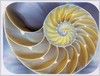 172006 Bodenschutzmatte Motiv Schnecke